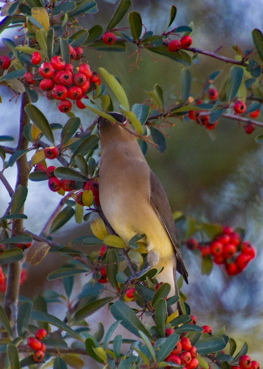 Cedar Waxwing - ML403170081
