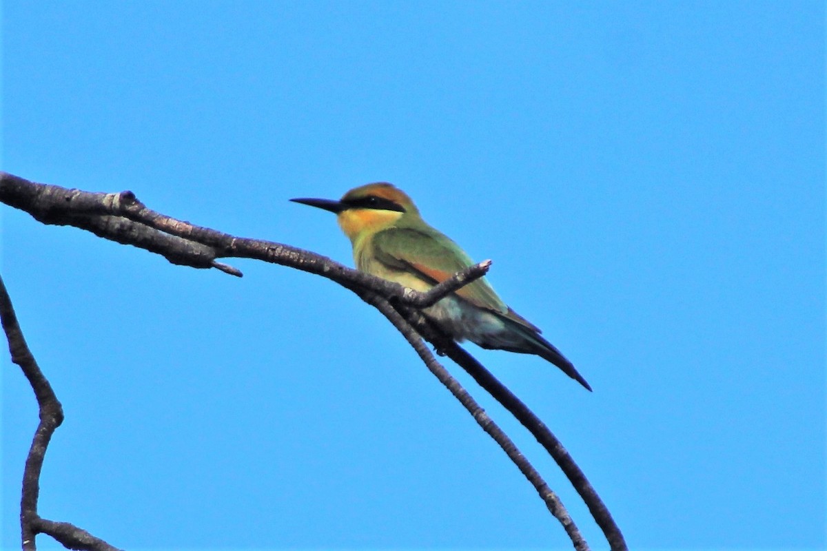 Rainbow Bee-eater - ML403172991