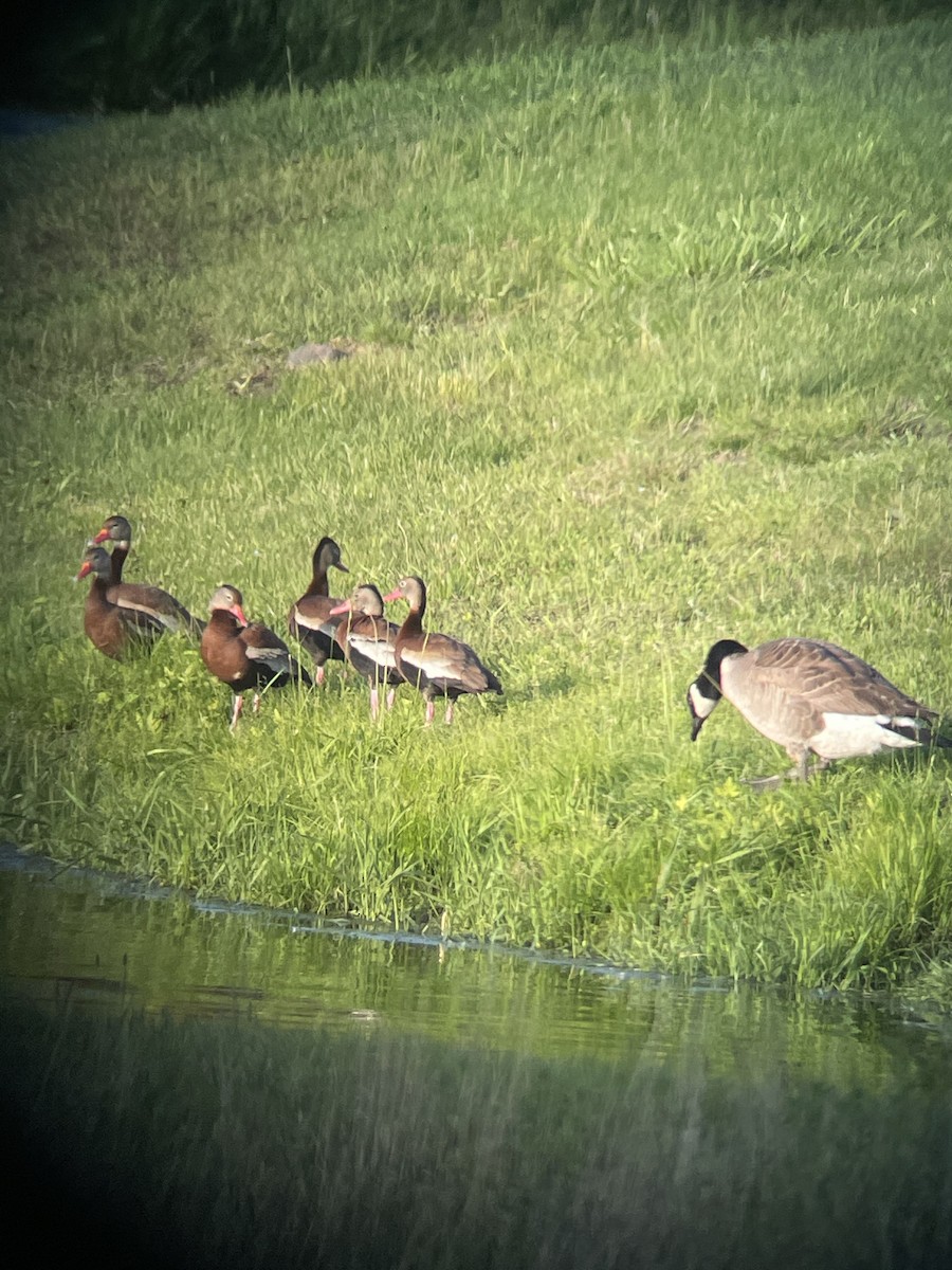 Black-bellied Whistling-Duck - Nicolas Main