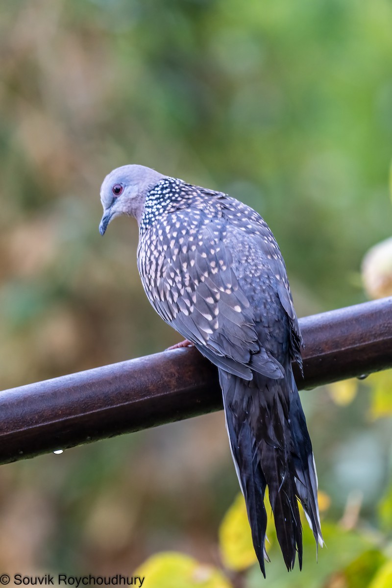 Spotted Dove - ML403174711