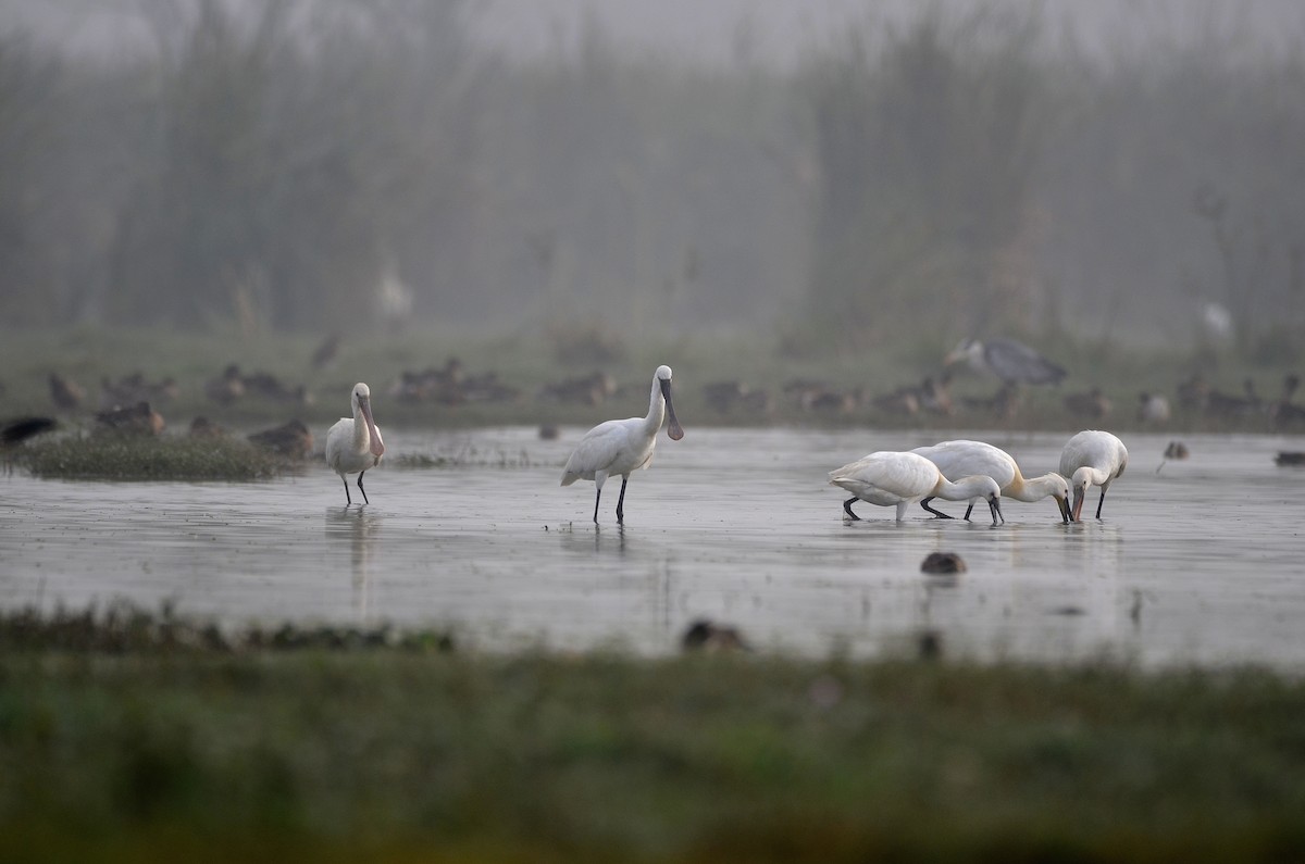 Eurasian Spoonbill - Bhaskar pandeti