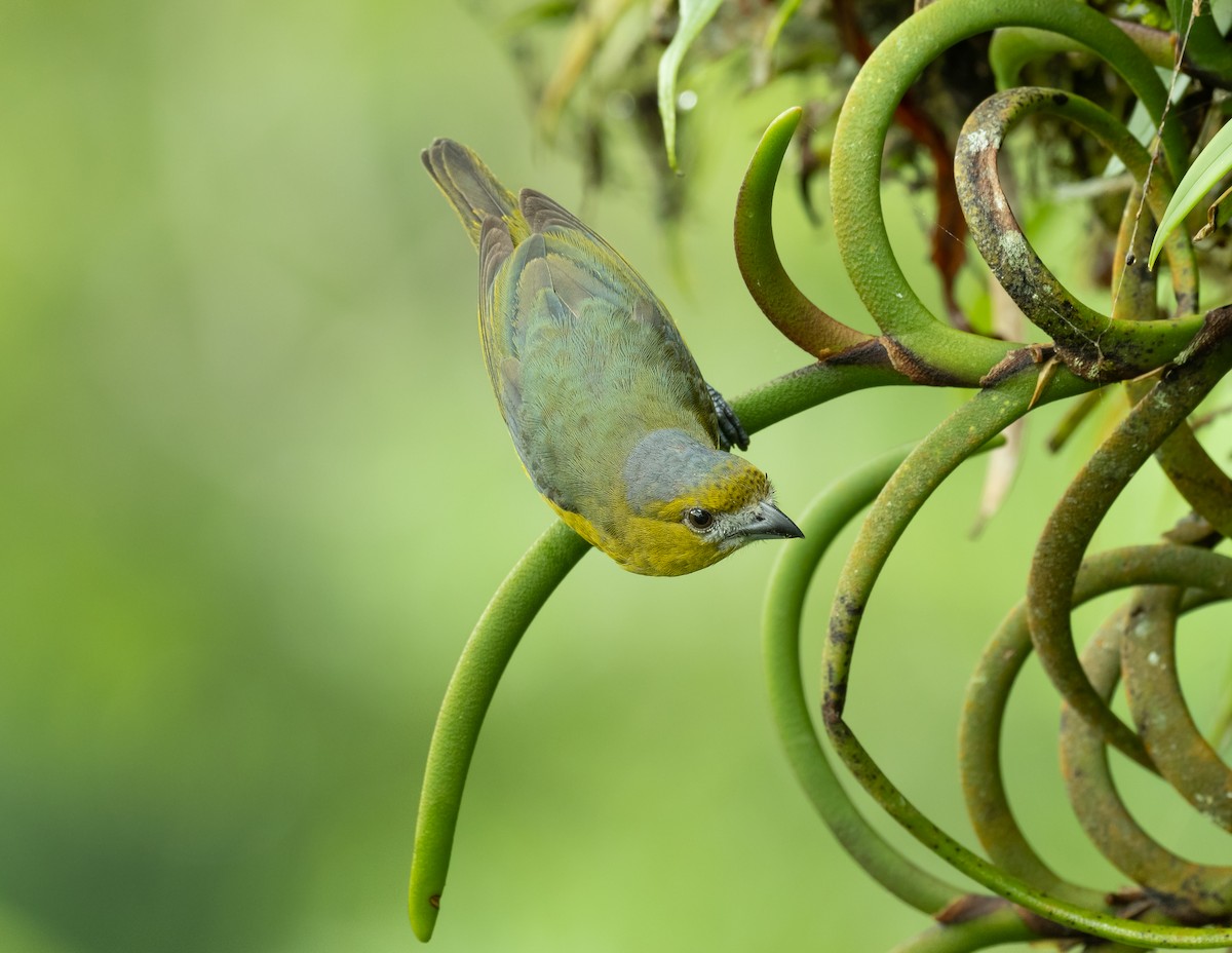 Golden-bellied Euphonia - Alex Luna