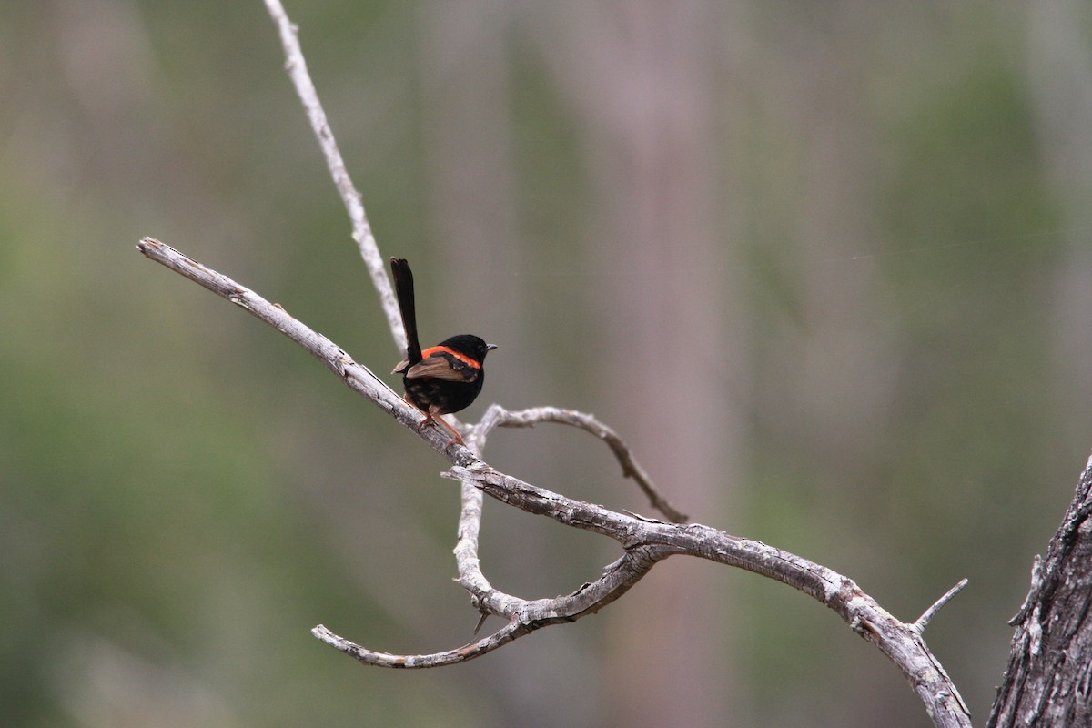 Red-backed Fairywren - Michael  Willis