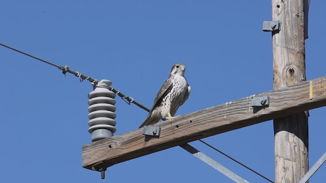 Prairie Falcon - ML403179501