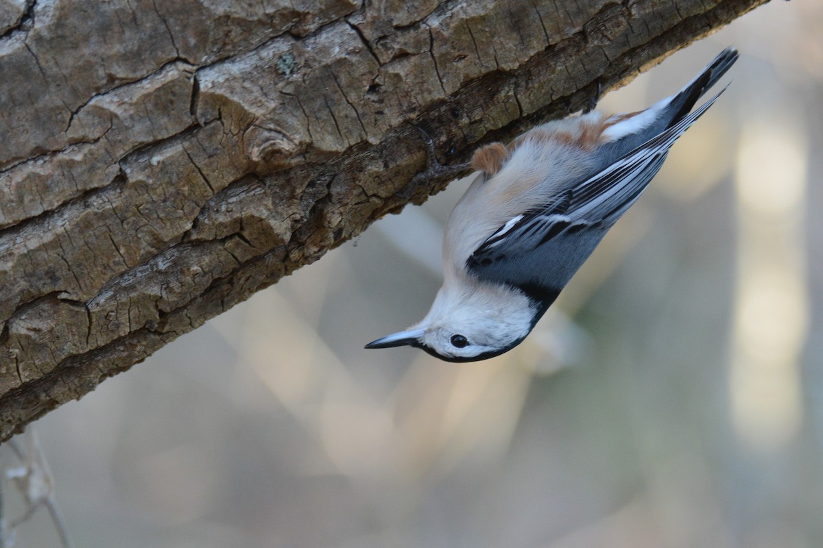 White-breasted Nuthatch - ML403179711