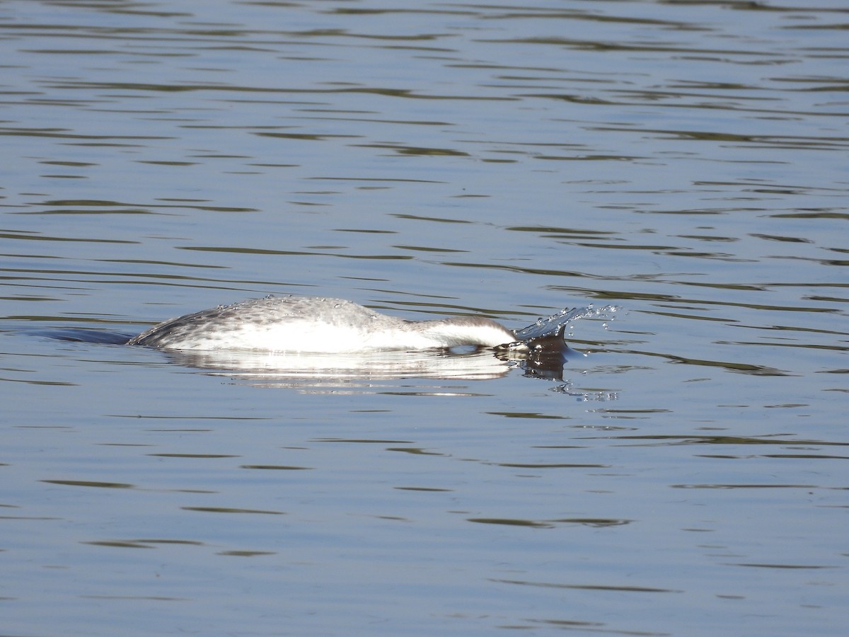 Clark's Grebe - Ignacio Torres-García