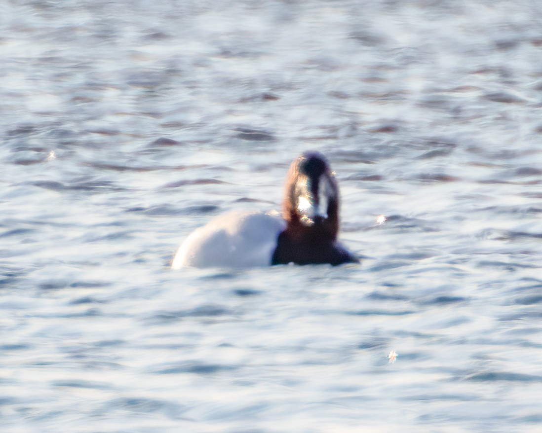 polák dlouhozobý - ML403189031