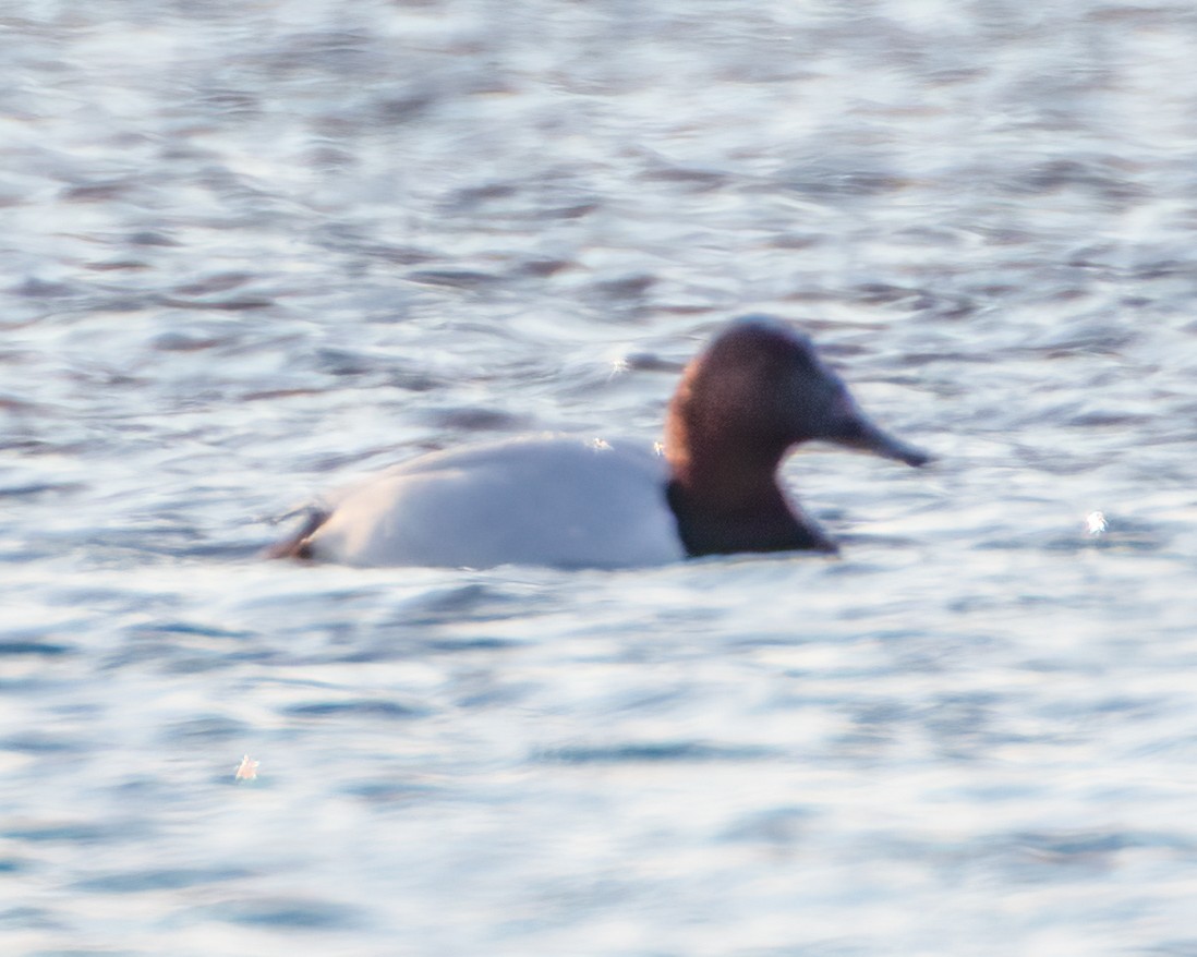 polák dlouhozobý - ML403189041