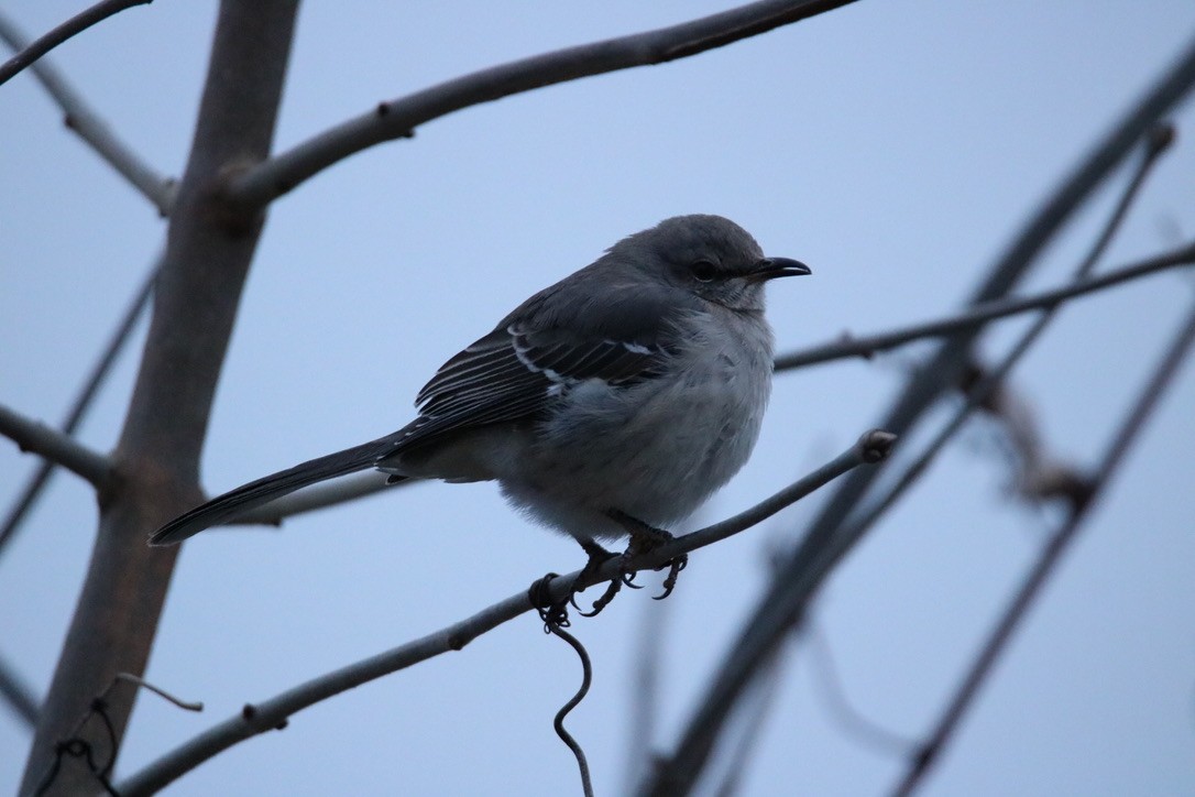 Northern Mockingbird - ML403189741