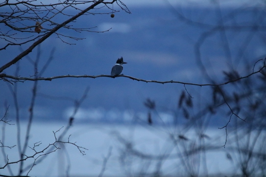 Belted Kingfisher - ML403189891