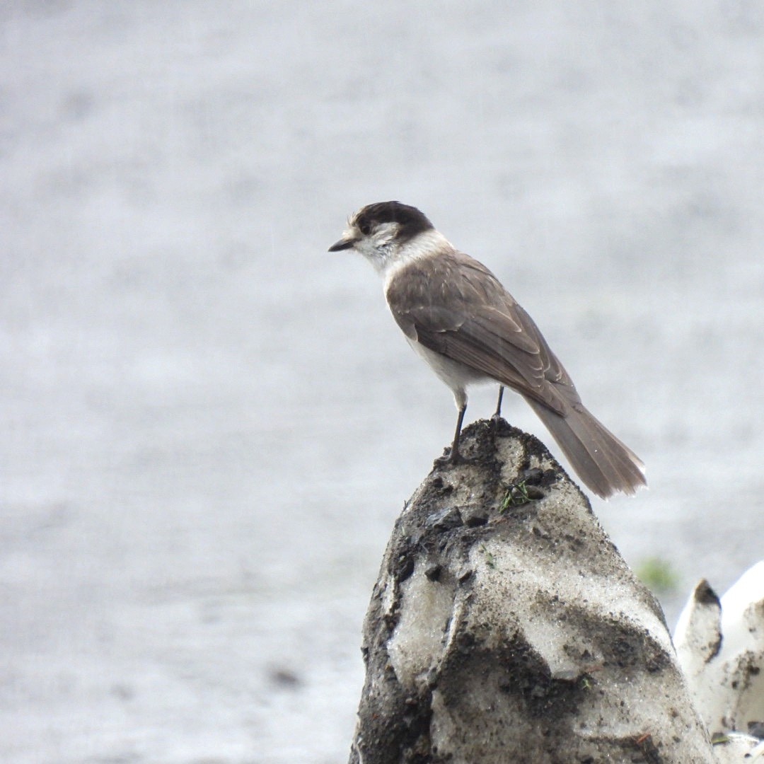 Canada Jay - ML403190171