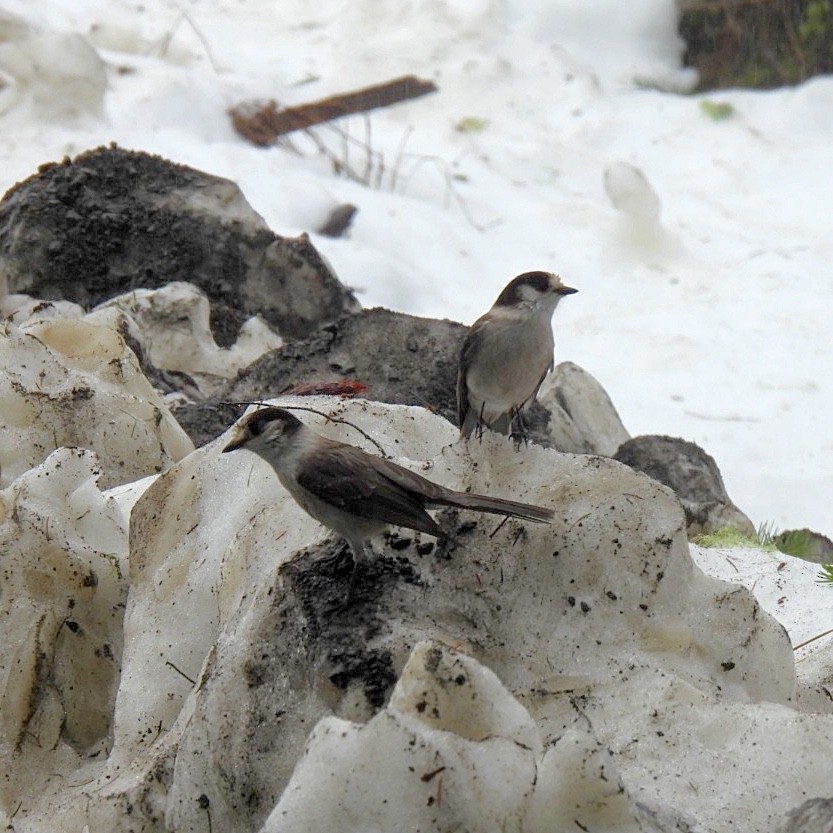 Canada Jay - ML403190181