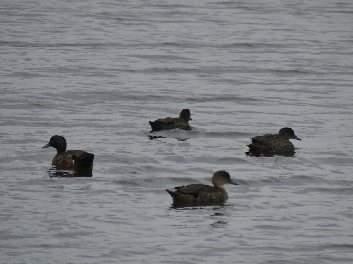 Chestnut Teal - ML403192111
