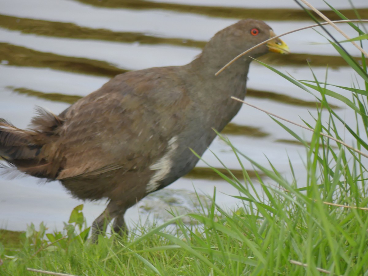 Tasmanian Nativehen - ML403192181