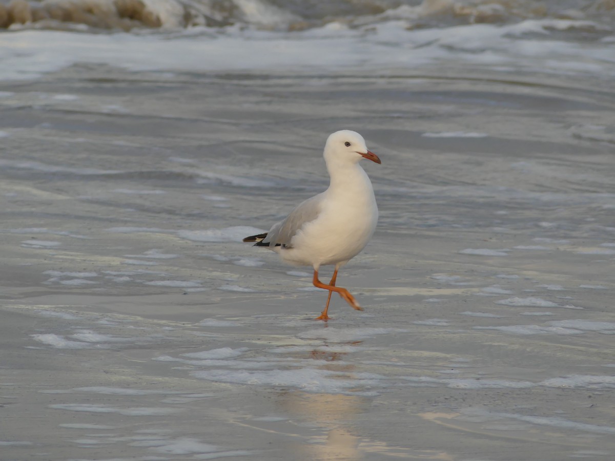 Silver Gull - ML403192201