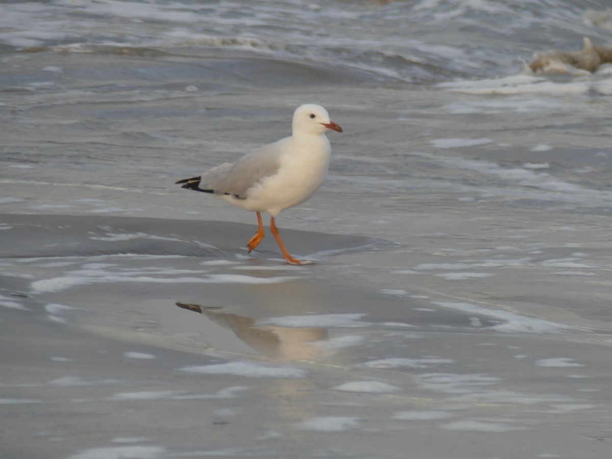 Silver Gull - ML403192211