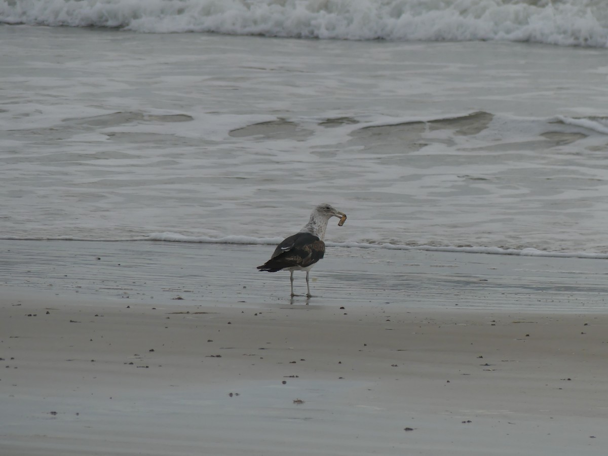 Pacific Gull - ML403192301