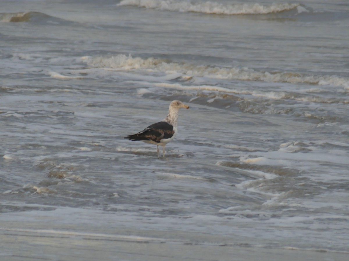 Pacific Gull - ML403192311