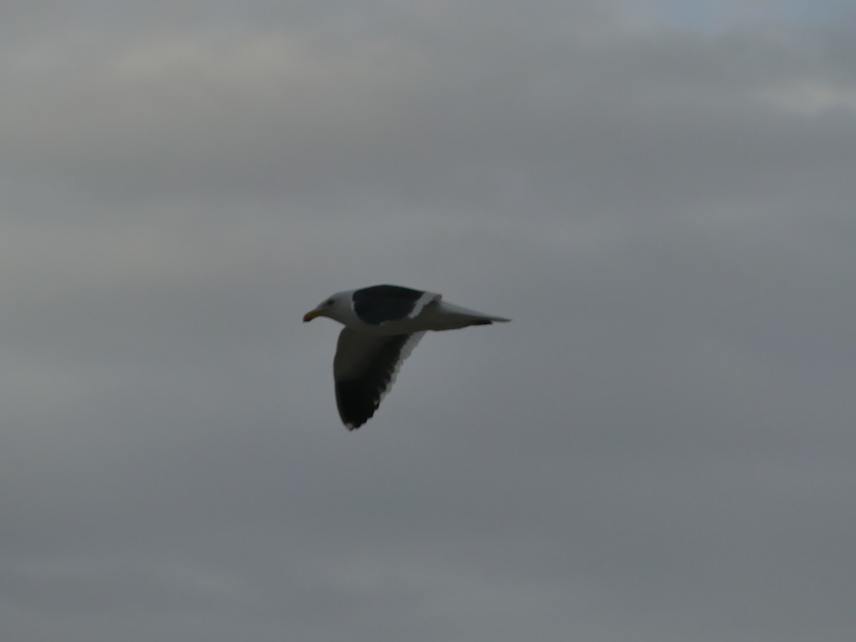 Kelp Gull - ML403192321