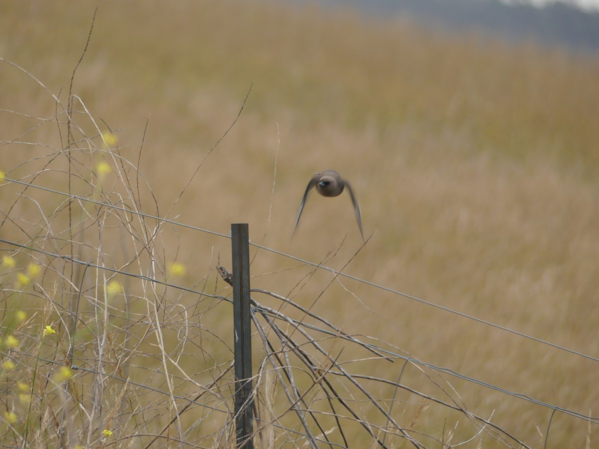 Dusky Woodswallow - ML403192371