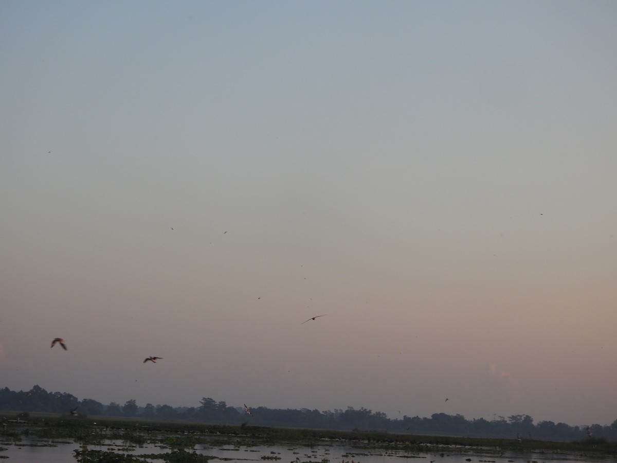 Small Pratincole - ML403193901