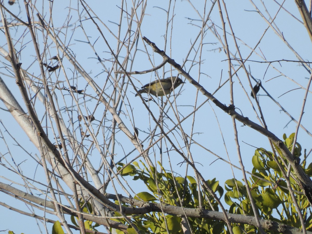 Ruby-crowned Kinglet - ML403196051