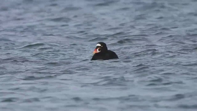 Surf Scoter - ML403196571