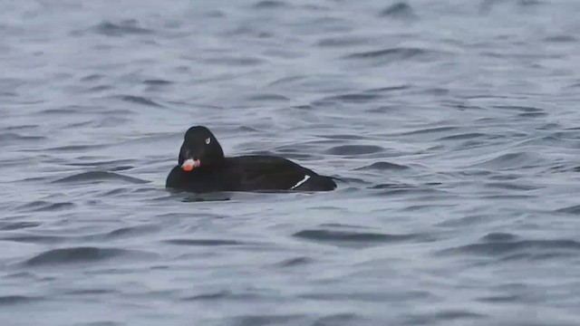 White-winged Scoter - ML403197481