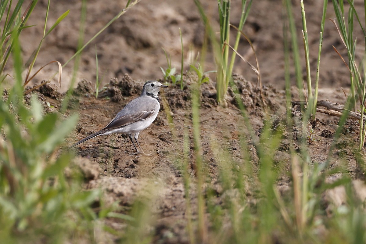 White Wagtail - ML403198181