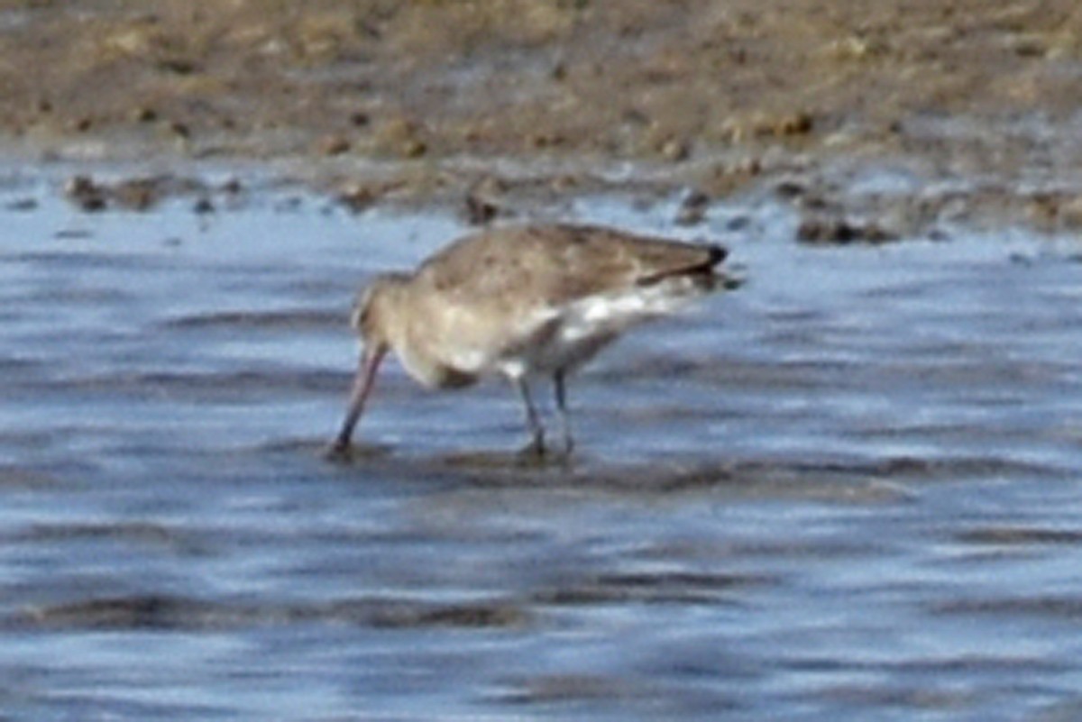 Black-tailed Godwit - Geoffrey Groom