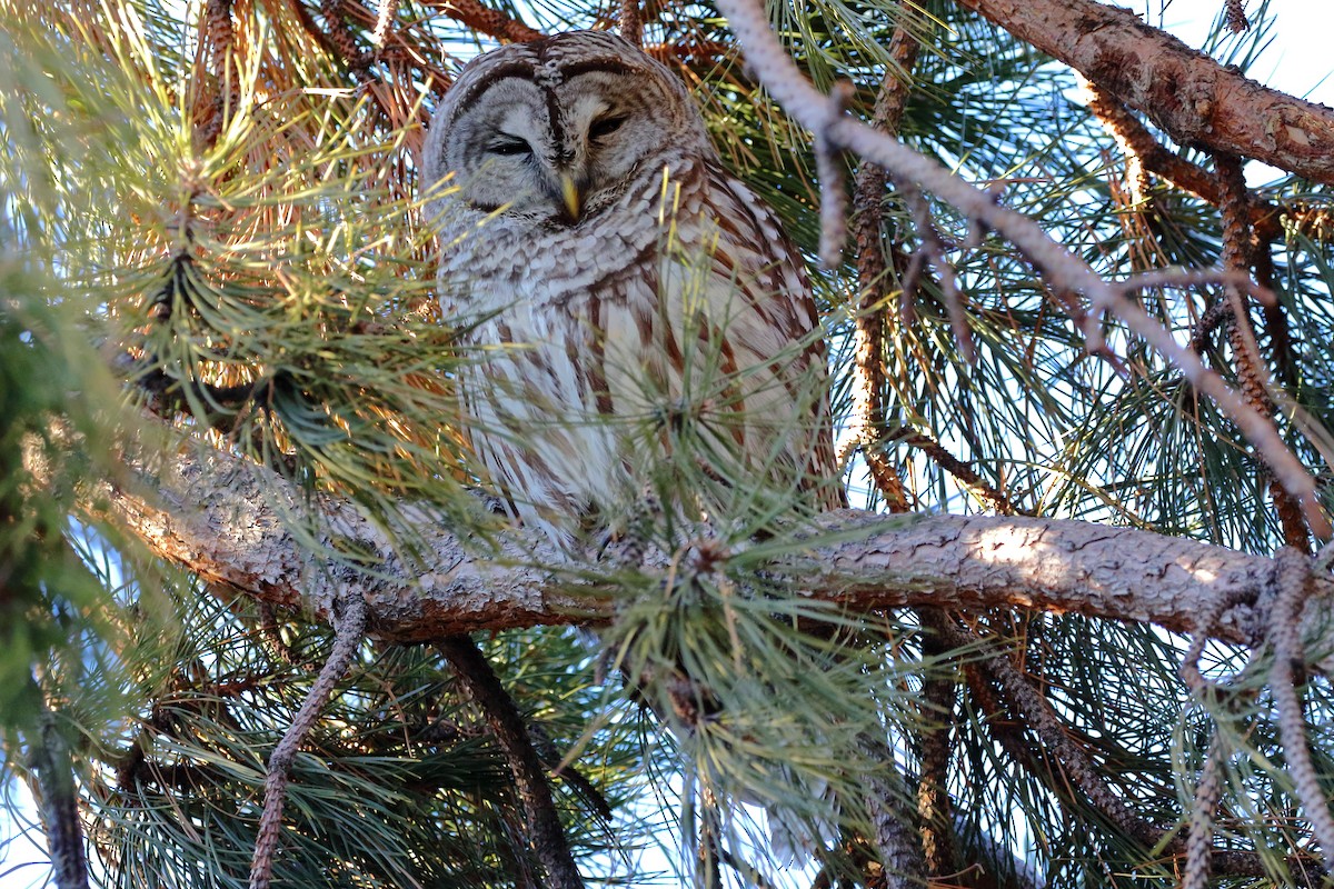 Barred Owl - ML403202281