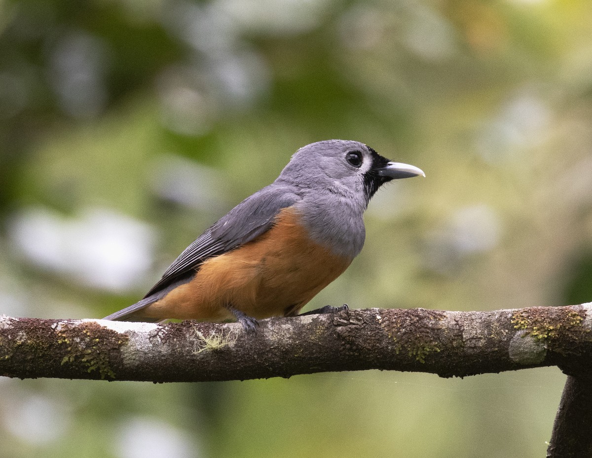 Black-faced Monarch - ML403203731