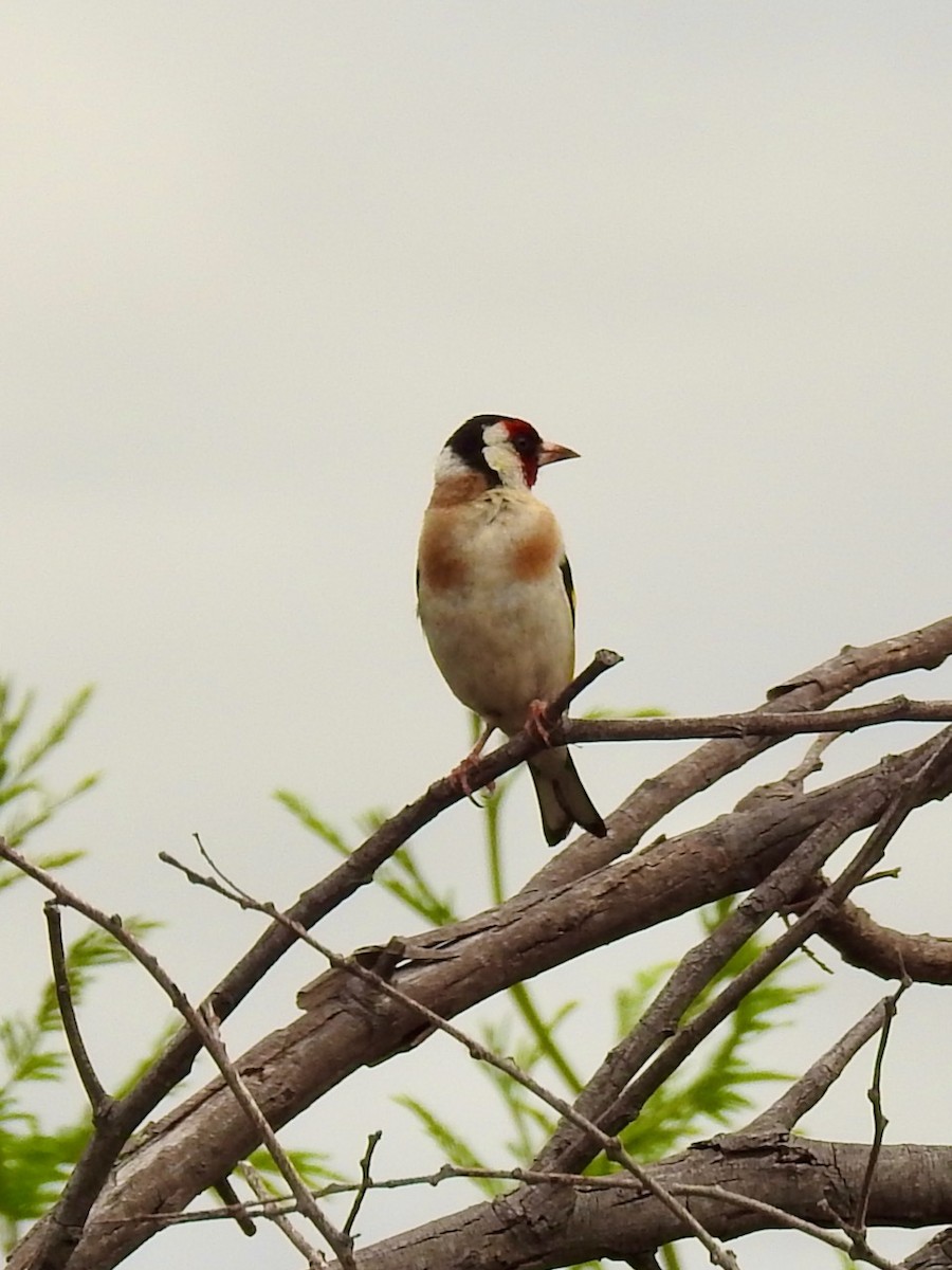 European Goldfinch - ML403203771