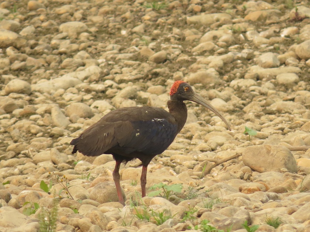 Red-naped Ibis - ML40320401