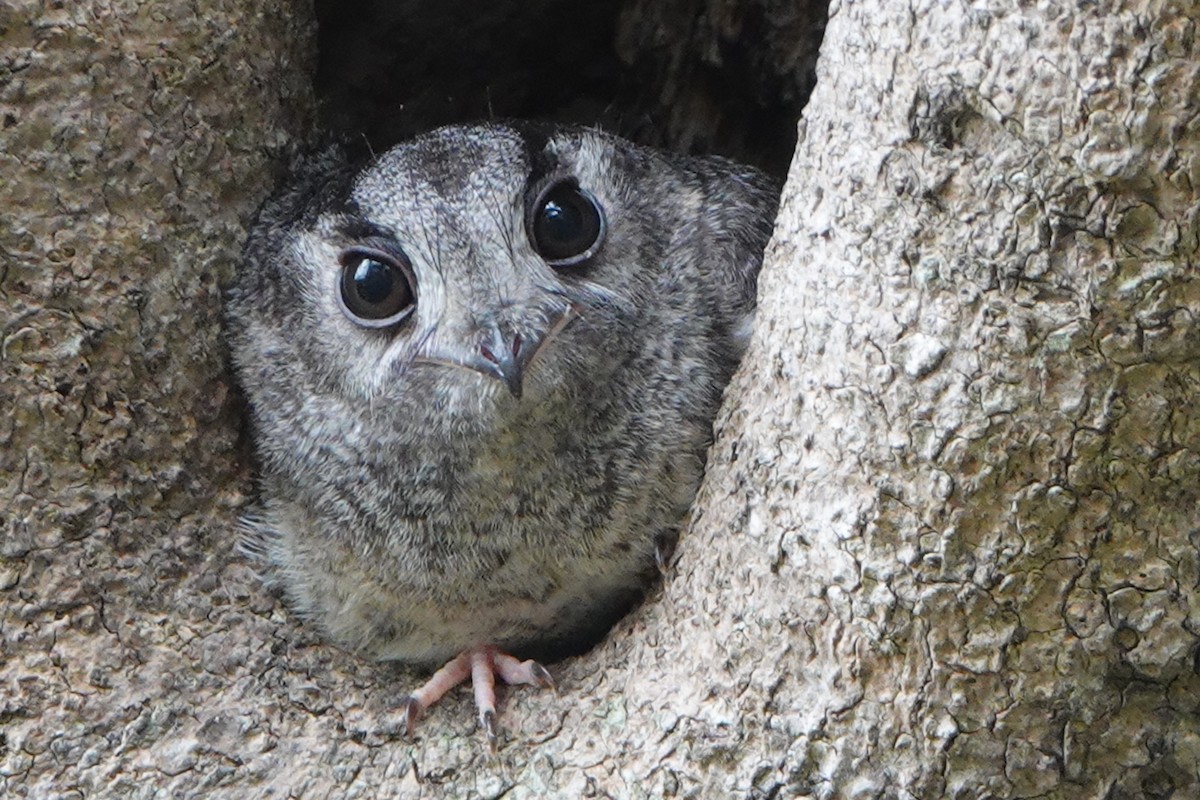 Australian Owlet-nightjar - Randall Richardson