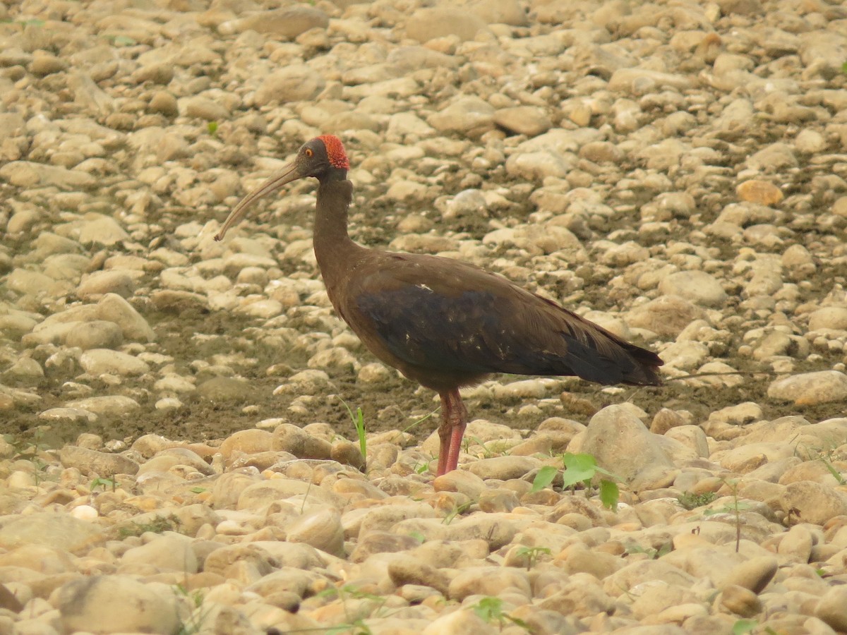 Red-naped Ibis - ML40320411