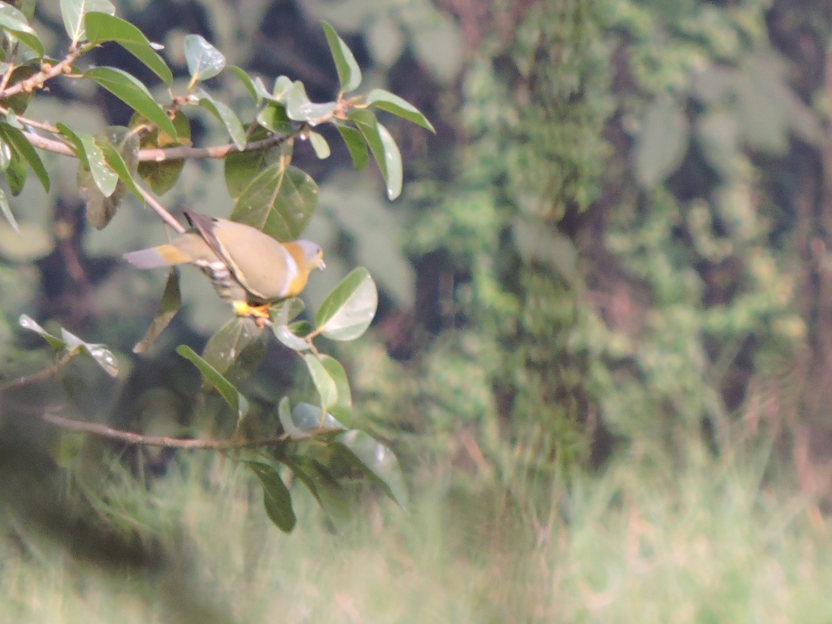 Yellow-footed Green-Pigeon - ML403206791