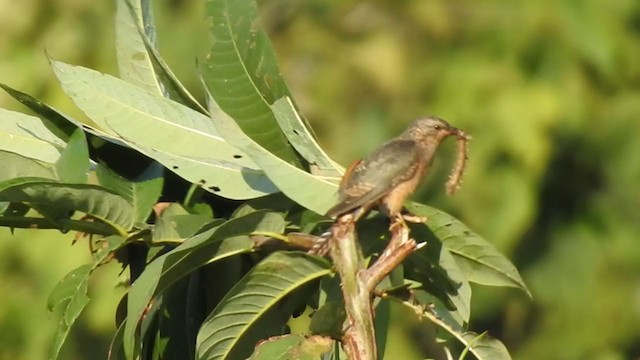 Plaintive Cuckoo - ML403207101