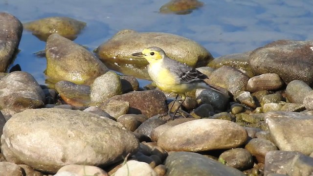 Citrine Wagtail - ML403207411