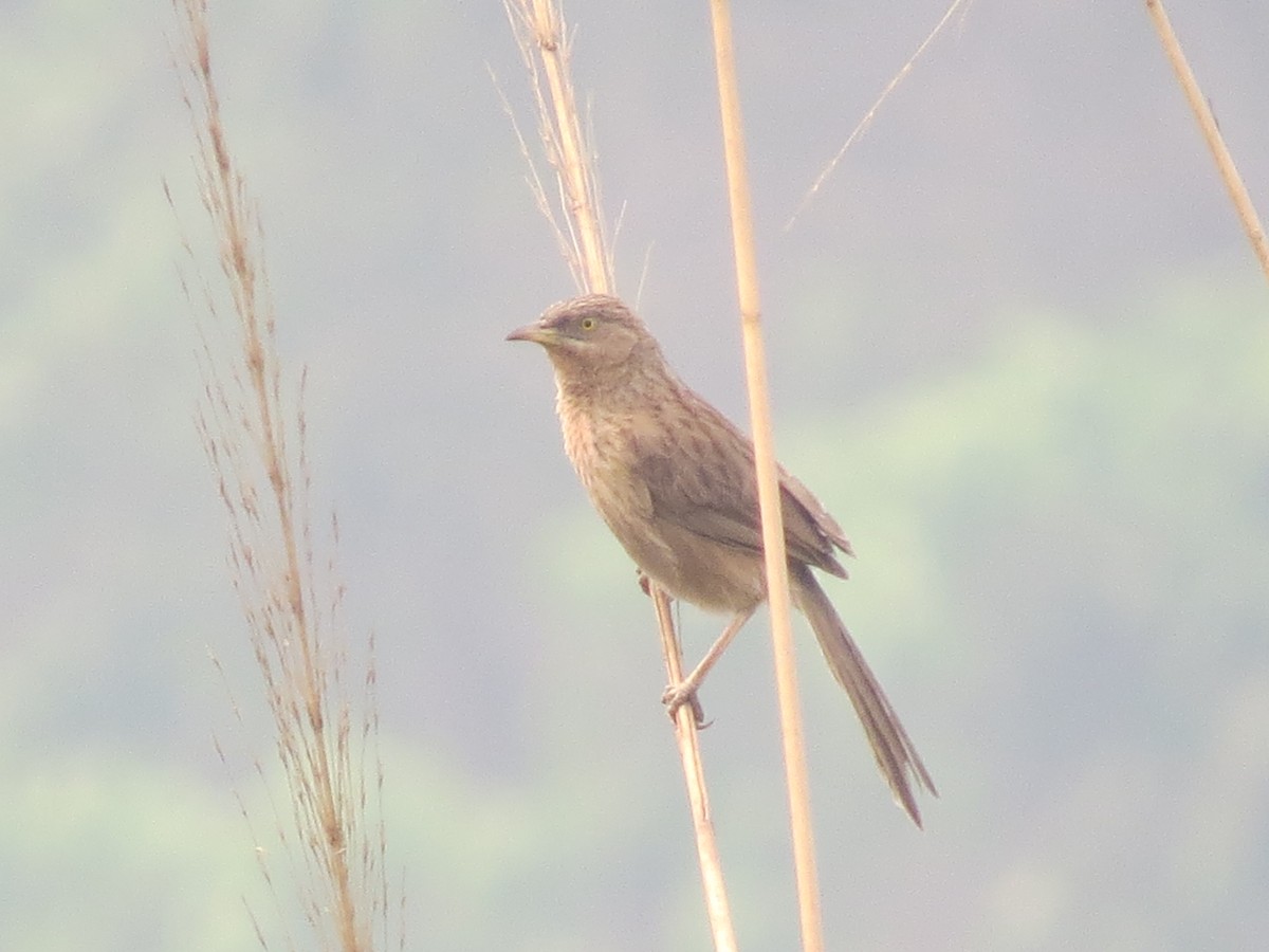 Striated Babbler - ML40320781