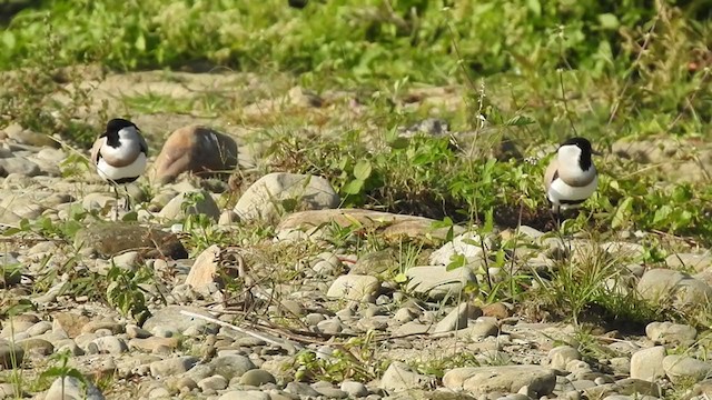 River Lapwing - ML403208371