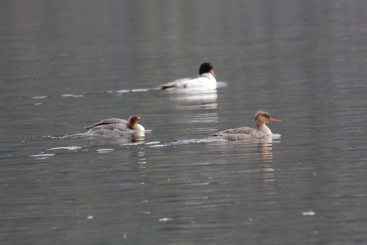 Red-breasted Merganser - ML403208881