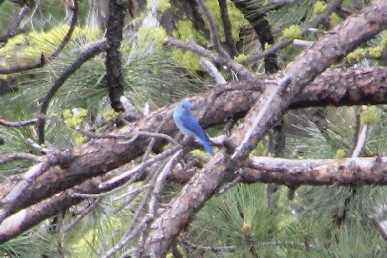 Mountain Bluebird - ML403209671