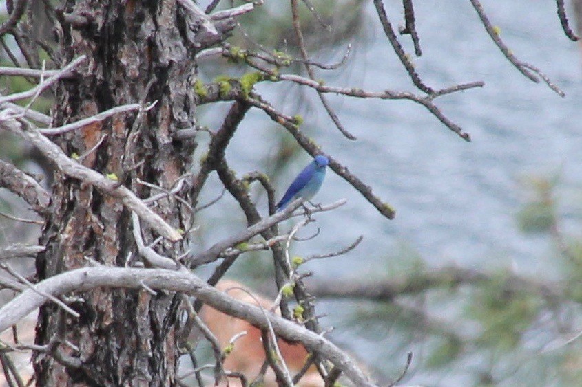 Mountain Bluebird - ML403209691