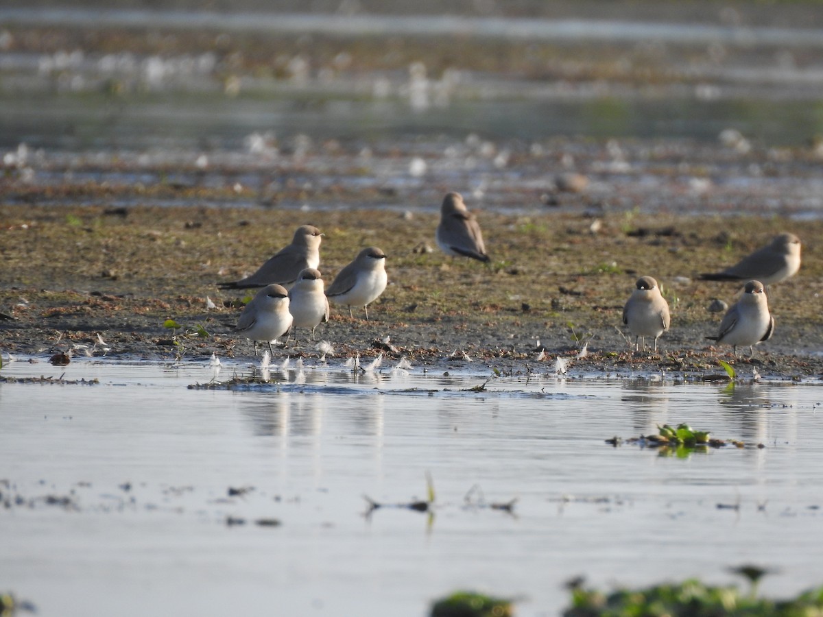 Small Pratincole - ML403211171