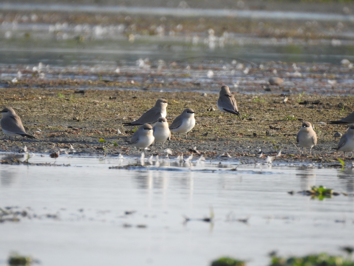 Small Pratincole - Ashwin Viswanathan