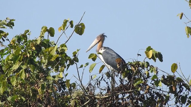 Lesser Adjutant - ML403211951