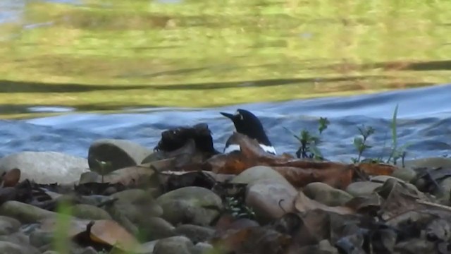 Black-backed Forktail - ML403212201