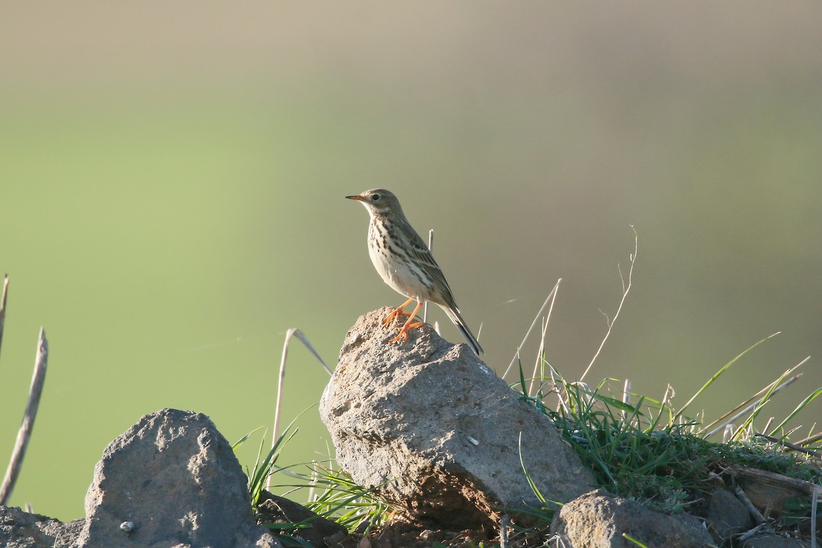 Meadow Pipit - ML403212471