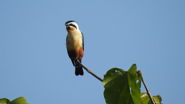 Collared Falconet - ML403212561